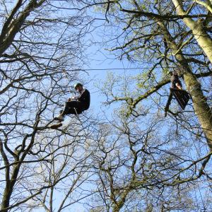 Klimmen in de bomen